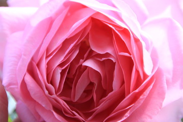 Pink Rose