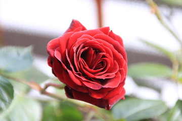 Red Rose
