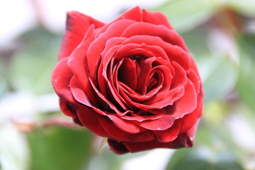 Red Rose
