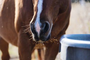 Naklejka premium Bay horse nose close up shows water dripping from mouth and whiskers, animal thirst and hydration concept.