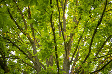 Looking up into colourful canopy of new tree leaves