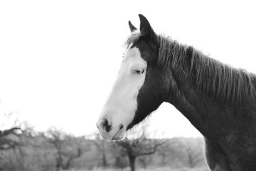 Bald face colt portrait in black and white profile view close up on farm, young horse.
