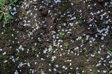 Obraz na płótnie Canvas white flower petals on the ground