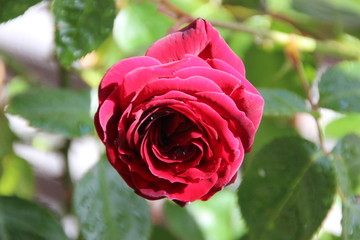 Red Rose
