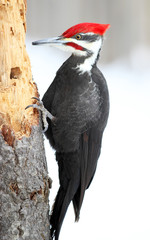 Red Headed Pileated Woodpecker on Tree in Natural Forest Setting