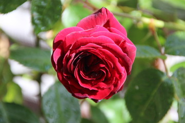 Red Rose
