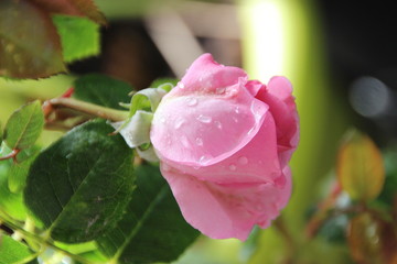 Rose
