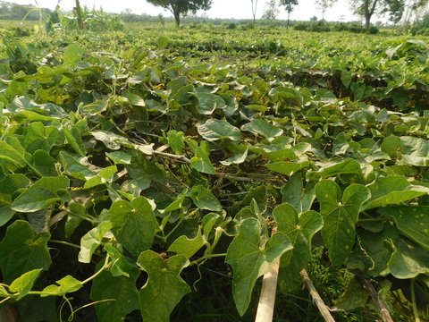 pointed gourd plant, pointed gourd, pointed gourd tree in india,