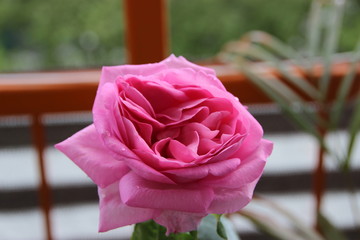 Pink Rose