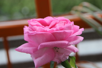 Pink Rose