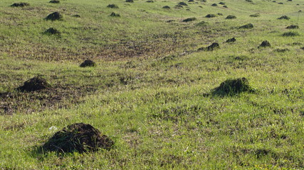Moleholes in the field