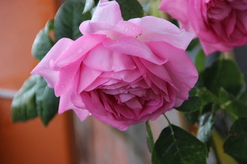 beautifull pink Rose and smell nice 
