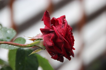 Red Rose
