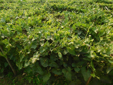 pointed gourd plant, pointed gourd, pointed gourd tree in india,