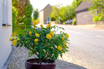 New blooming yellow roses seen out side the front of a white painted cottage. Seen down a deserted...