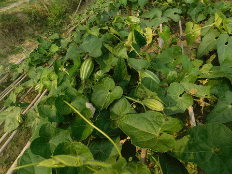 pointed gourd plant, pointed gourd, pointed gourd tree in india,