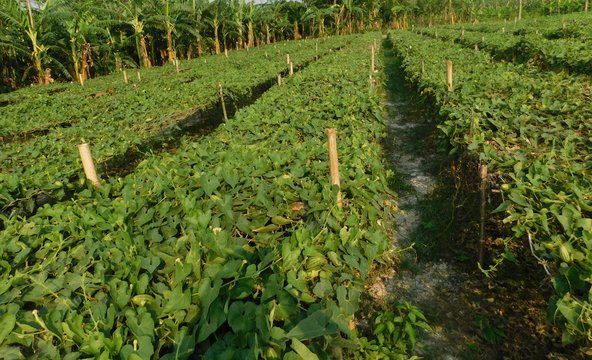 pointed gourd plant, pointed gourd, pointed gourd tree in india,