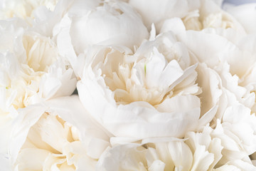 Closeup white peony bouquet wallpaper