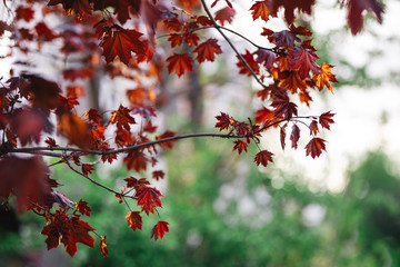 Beautiful branches of a Norway maple (Crimson King, Goldsworth Purple) in sunlight.