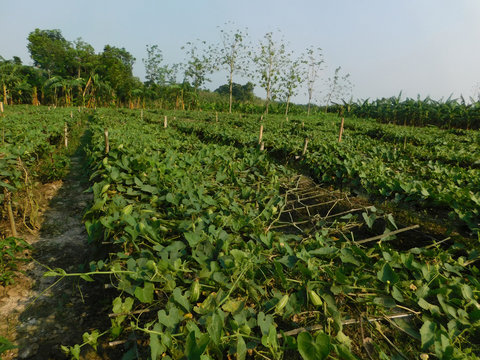 pointed gourd plant, pointed gourd, pointed gourd tree in india,