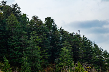low angle shot of beautiful trees covered the mountain and sky in the background