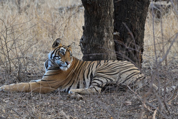 Bengal tiger in the wild