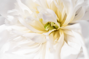 Fototapeta premium White peony closeup 