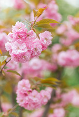 Amazing pink cherry blossoms on the Sakura tree.
