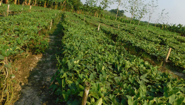 pointed gourd plant, pointed gourd, pointed gourd tree in india,