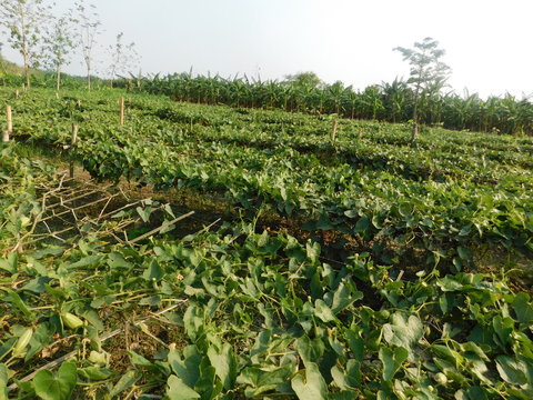 pointed gourd plant, pointed gourd, pointed gourd tree in india,