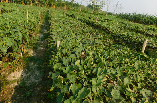 pointed gourd plant, pointed gourd, pointed gourd tree in india,