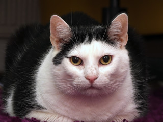 katze