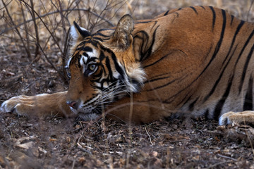 Bengal tiger in the wild