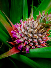 Obraz premium Baby Pineapple