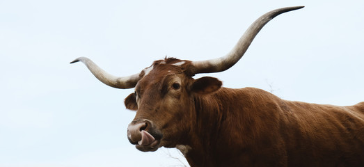 Funny Texas longhorn cow face close up, isolated on sky background with large horns.