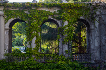 window in the wall of an old house overgrown by green wild grapes. 