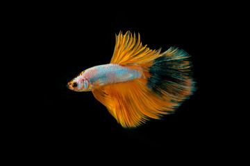 orange  fighting fish isolated on black background.Siamese fighting fish.	