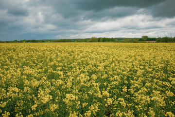 field of rape in bloom under a cloudy sky