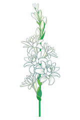 Naklejka na ściany i meble Stem of outline tropical Agave amica or Polianthes or Tuberose bunch with open flower and bud in pastel white isolated on white background. 
