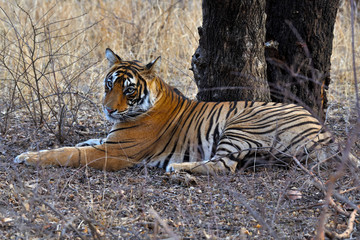 Bengal tiger in the wild