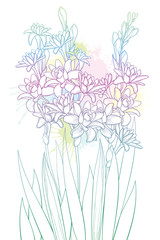 Bouquet of outline tropical Polianthes or Tuberose flower bunch with bud and leaf in pastel pink and blue isolated on white background.