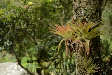tropical plant in the garden