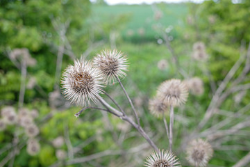  close-up of a dry burdock plant in a field