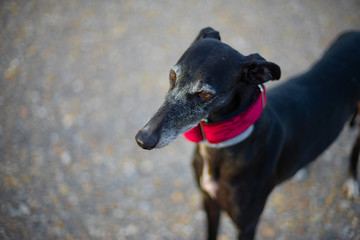 Black greyhound in port