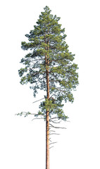 Tall pine tree isolated on a white background. - 348961148