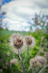  close-up of a dry burdock plant in a field