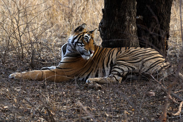 Bengal tiger in the wild