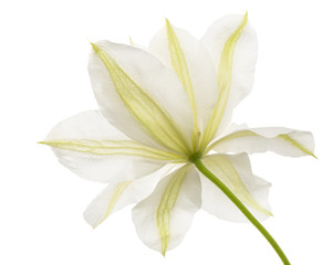 White flower of clematis, isolated on white background