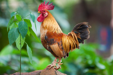 Galo parque Curupira