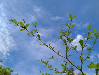 branch of a tree